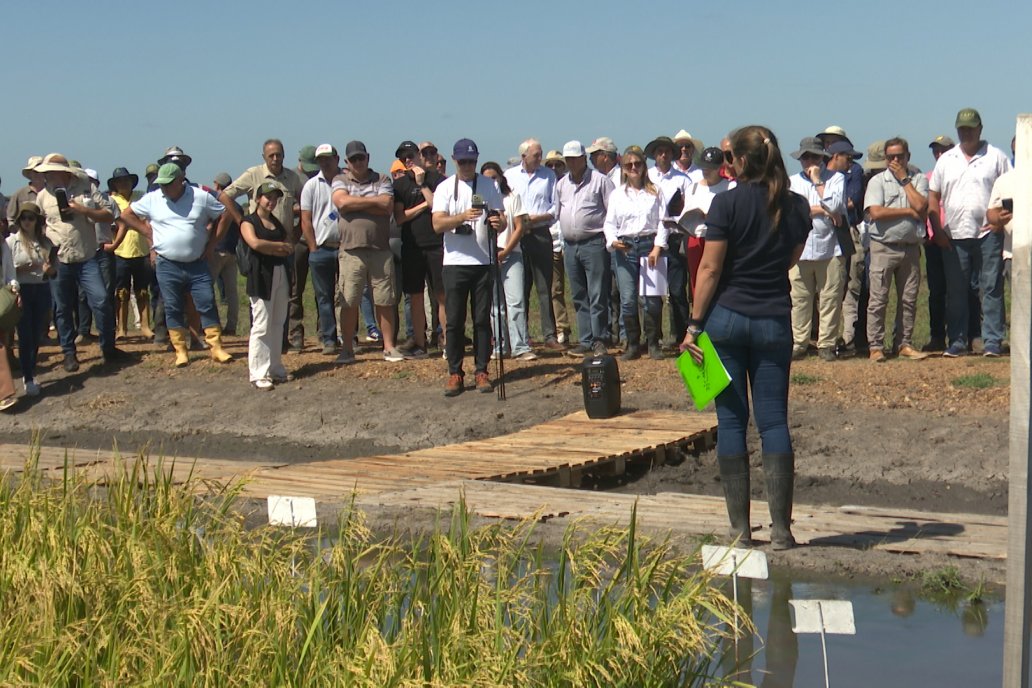 Postales del Día de Campo de Arroz de Fundación Proarroz - San Salvador, Entre Ríos