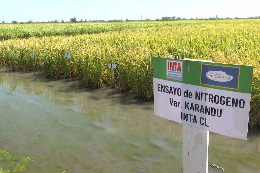 Postales del Día de Campo de Arroz de Fundación Proarroz - San Salvador, Entre Ríos