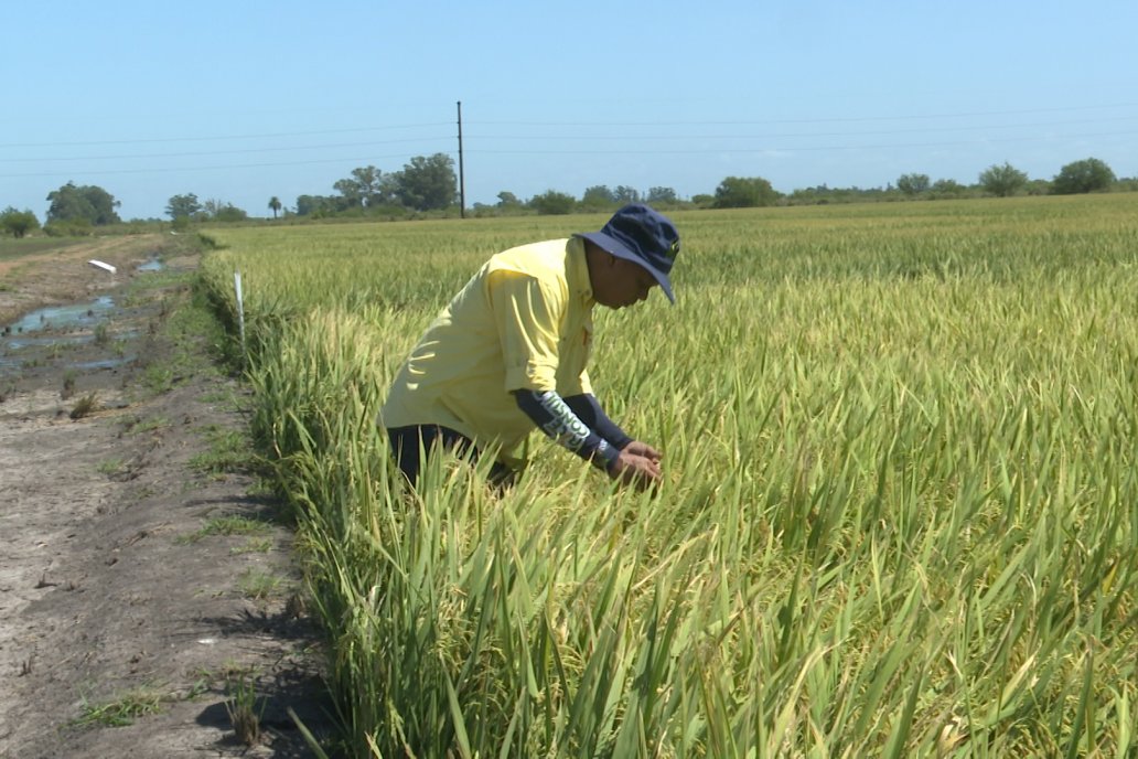 Postales del Día de Campo de Arroz de Fundación Proarroz - San Salvador, Entre Ríos