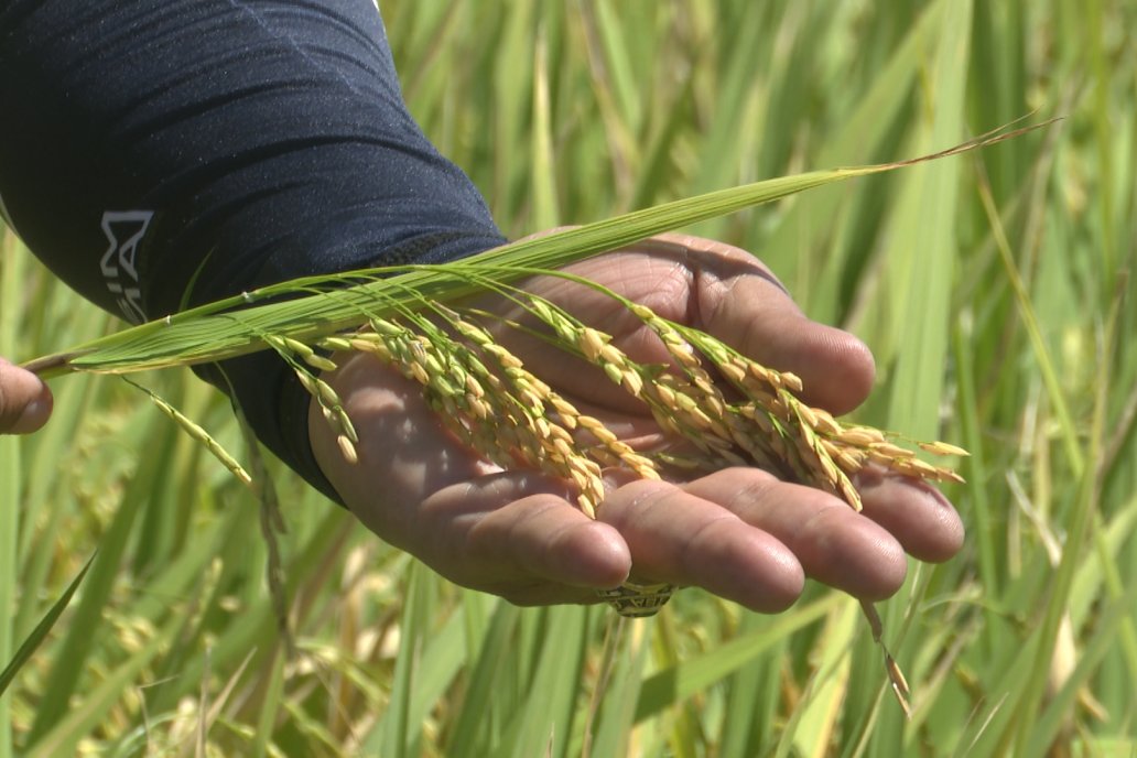 Postales del Día de Campo de Arroz de Fundación Proarroz - San Salvador, Entre Ríos