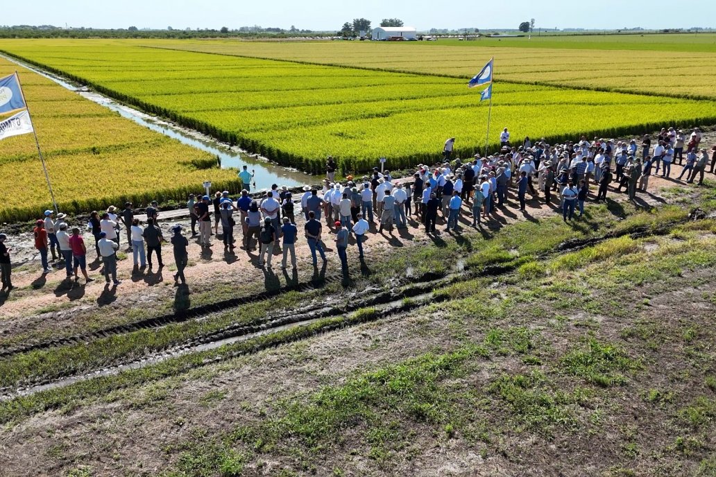 Postales del Día de Campo de Arroz de Fundación Proarroz - San Salvador, Entre Ríos