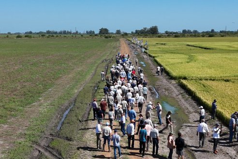 La producción de arroz se enfrenta a un inminente derrumbe