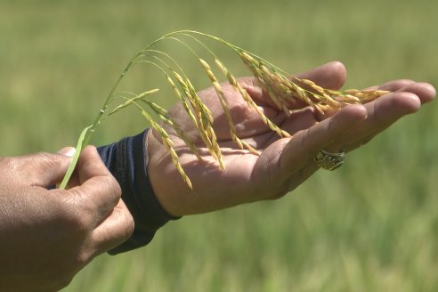 Hay un arroz que salió para conquistar a los mercados prémium