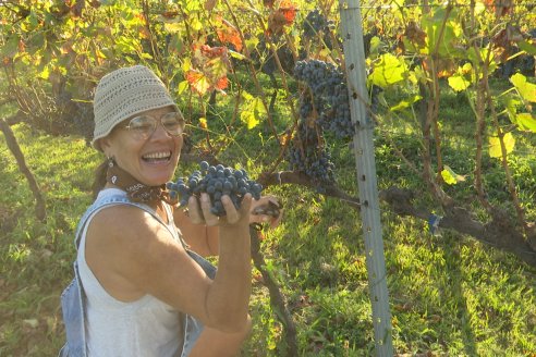 Jornada de Vendimia en Bodega Juan Girbich - Aldea Jacobi, Entre Ríos
