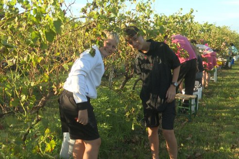 Jornada de Vendimia en Bodega Juan Girbich - Aldea Jacobi, Entre Ríos
