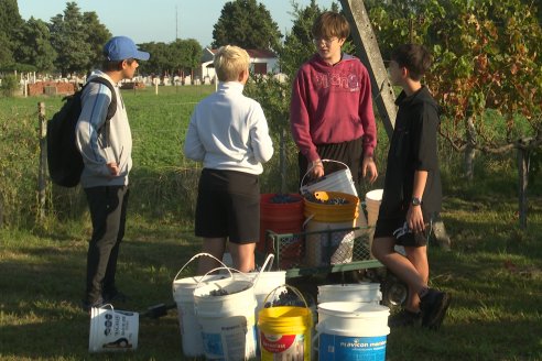 Jornada de Vendimia en Bodega Juan Girbich - Aldea Jacobi, Entre Ríos