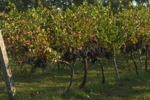 Jornada de Vendimia en Bodega Juan Girbich - Aldea Jacobi, Entre Ríos