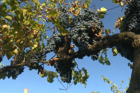 Jornada de Vendimia en Bodega Juan Girbich - Aldea Jacobi, Entre Ríos