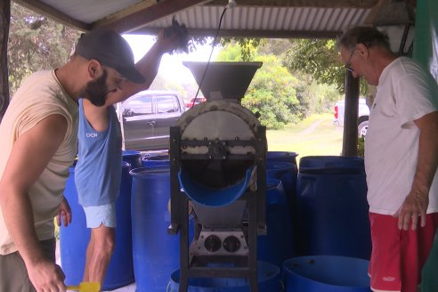 Jornada de Vendimia en Bodega Juan Girbich - Aldea Jacobi, Entre Ríos
