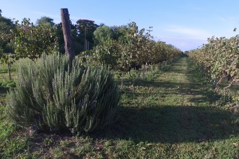 Jornada de Vendimia en Bodega Juan Girbich - Aldea Jacobi, Entre Ríos
