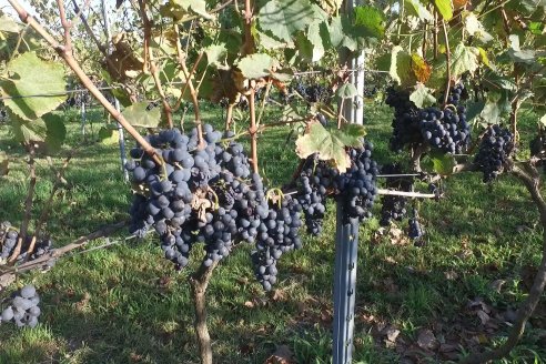 Jornada de Vendimia en Bodega Juan Girbich - Aldea Jacobi, Entre Ríos