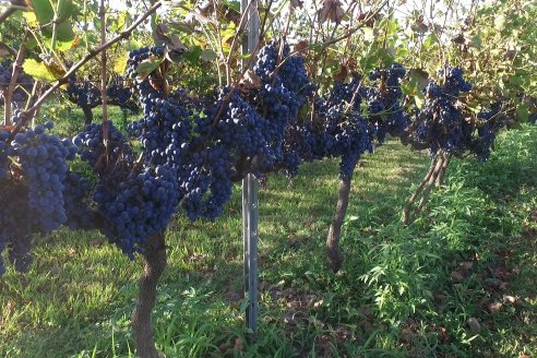 Jornada de Vendimia en Bodega Juan Girbich - Aldea Jacobi, Entre Ríos