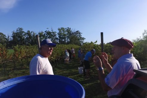Jornada de Vendimia en Bodega Juan Girbich - Aldea Jacobi, Entre Ríos