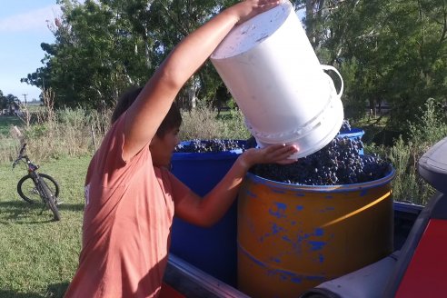 Jornada de Vendimia en Bodega Juan Girbich - Aldea Jacobi, Entre Ríos