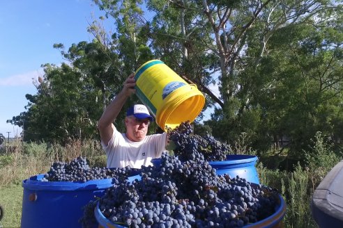 Jornada de Vendimia en Bodega Juan Girbich - Aldea Jacobi, Entre Ríos