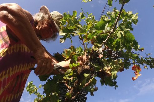Jornada de Vendimia en Bodega Juan Girbich - Aldea Jacobi, Entre Ríos