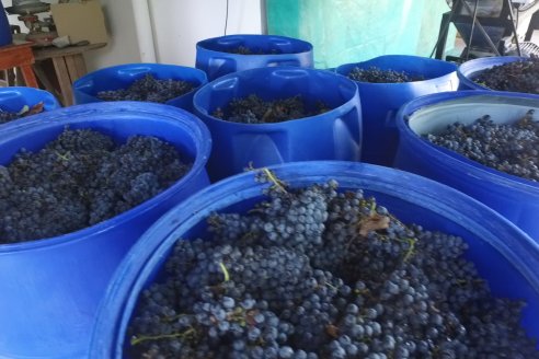 Jornada de Vendimia en Bodega Juan Girbich - Aldea Jacobi, Entre Ríos