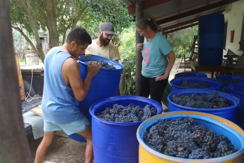 Jornada de Vendimia en Bodega Juan Girbich - Aldea Jacobi, Entre Ríos