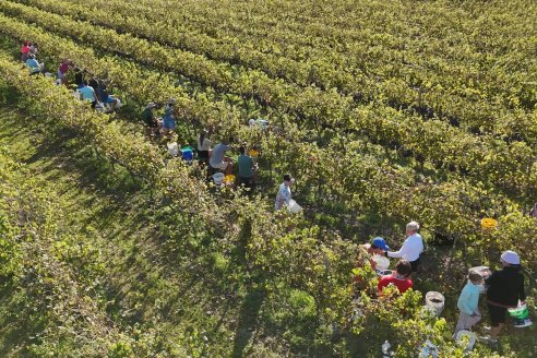 Jornada de Vendimia en Bodega Juan Girbich - Aldea Jacobi, Entre Ríos