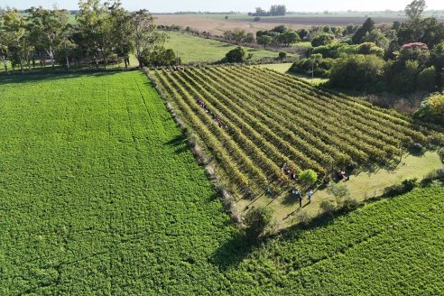 Jornada de Vendimia en Bodega Juan Girbich - Aldea Jacobi, Entre Ríos
