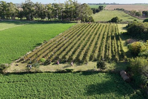 Jornada de Vendimia en Bodega Juan Girbich - Aldea Jacobi, Entre Ríos