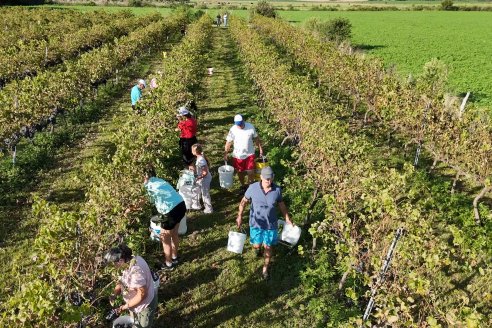 Jornada de Vendimia en Bodega Juan Girbich - Aldea Jacobi, Entre Ríos
