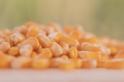 Innovación maicera para llevar los rendimientos al máximo nivel