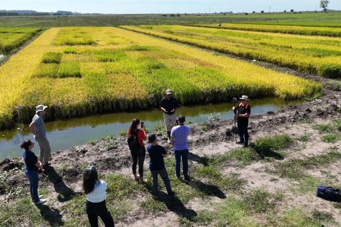Misceláneas sobre la cotidiana tarea de profesionales que investigan desde el INTA para el país