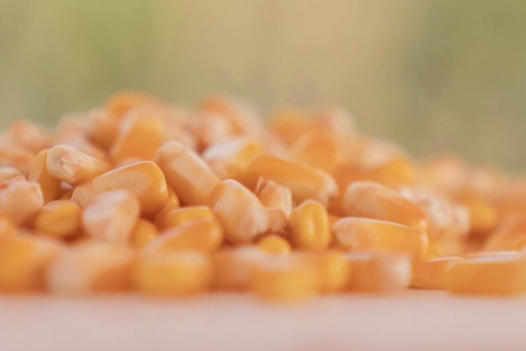 El gran atractivo de ILLINOIS Semillas en esta edición será su plot demostrativo