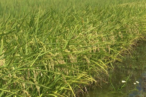 1° Tour Productivo 2026 de AEPA - Visita a la EEA INTA C.del Uruguay