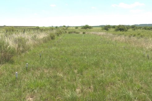 1° Tour Productivo 2026 de AEPA - Visita a la EEA INTA C.del Uruguay