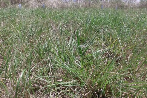 1° Tour Productivo 2026 de AEPA - Visita a la EEA INTA C.del Uruguay