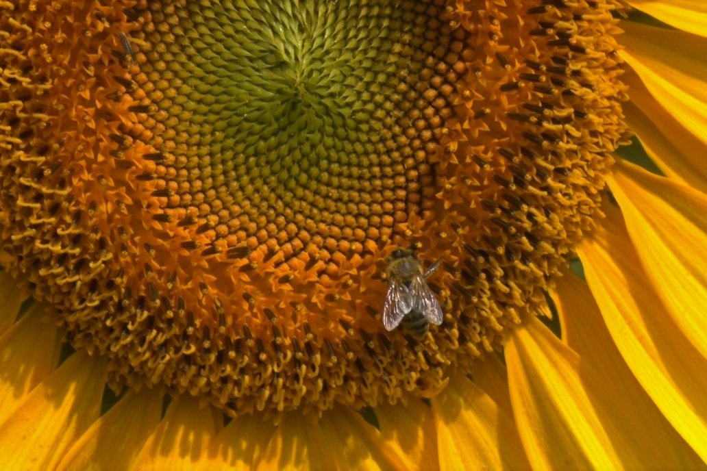 La desaparición global de estos insectos ya afecta a la producción de alimentos