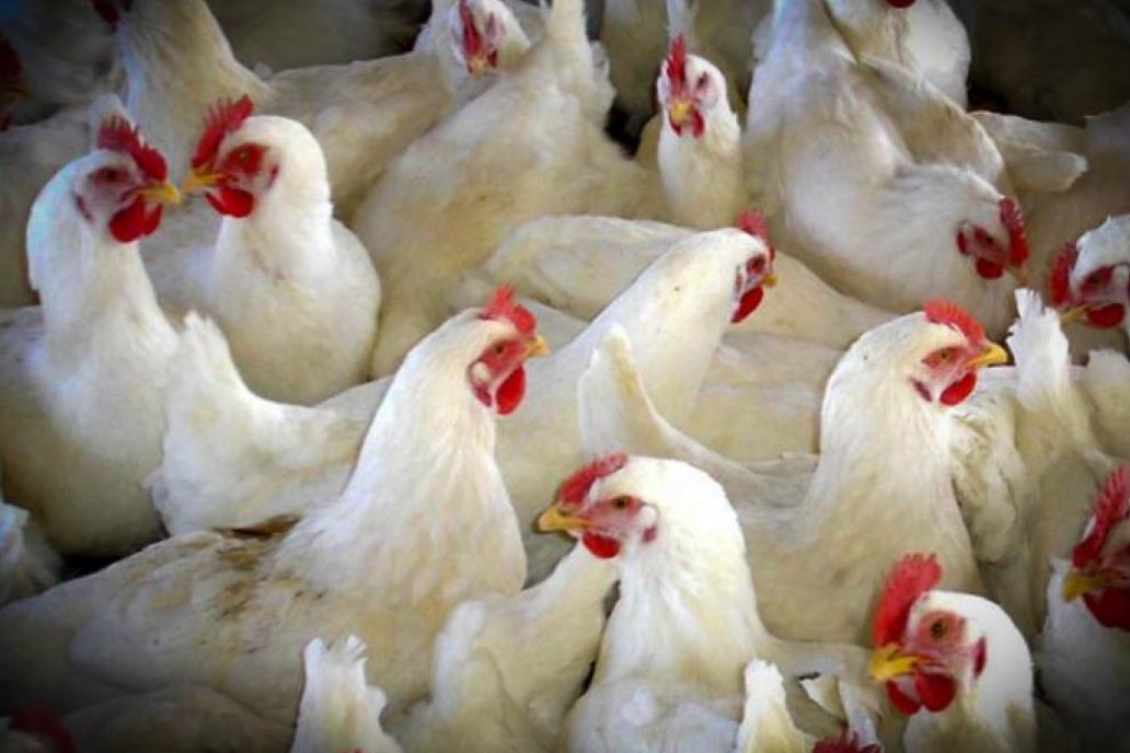 Ya son cuatro los brotes por influenza