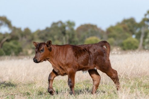 La Argentina produce 65 terneros cada 100 vacas; Uruguay: 75