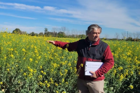 "Los productores que vienen trabajando con la colza han obtenido una rentabilidad interesante"