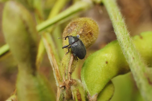 Confirman que el picudo negro amplió su área de ataque sobre la superficie sojera nacional