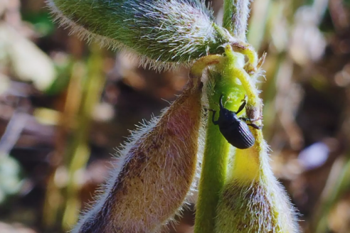 Atención en Entre Ríos por ataques de picudos negros en lotes de soja ubicados en Santa Fe y Córdoba