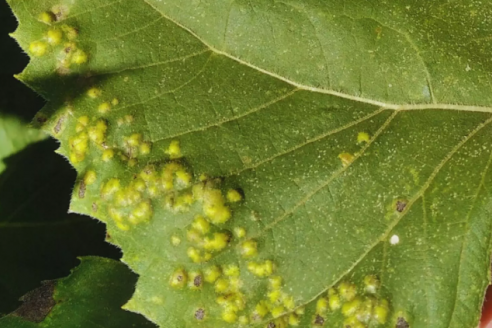 Son cinco las plagas que acechan la rentabilidad y sanidad del girasol