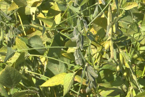 Recorrida Sojera Pioneer en Establ. San Alfonso en Colonia Ensayo, Entre Ríos