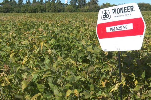 Recorrida Sojera Pioneer en Establ. San Alfonso en Colonia Ensayo, Entre Ríos