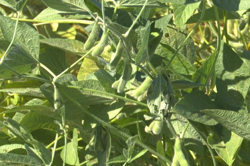 Recorrida Sojera Pioneer en Establ. San Alfonso en Colonia Ensayo, Entre Ríos