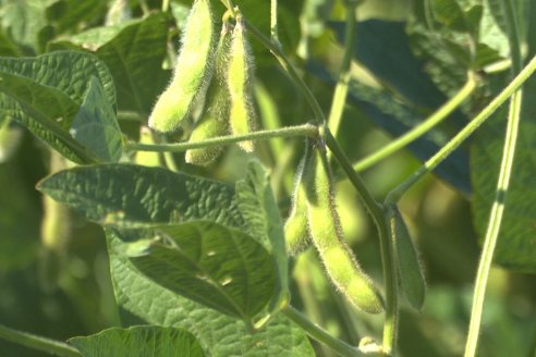 Recorrida Sojera Pioneer en Establ. San Alfonso en Colonia Ensayo, Entre Ríos