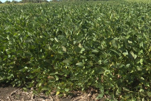 Recorrida Sojera Pioneer en Establ. San Alfonso en Colonia Ensayo, Entre Ríos