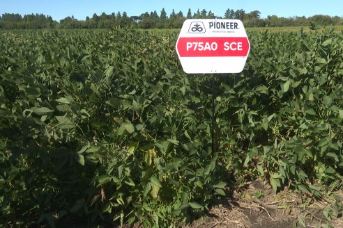 Recorrida Sojera Pioneer en Establ. San Alfonso en Colonia Ensayo, Entre Ríos