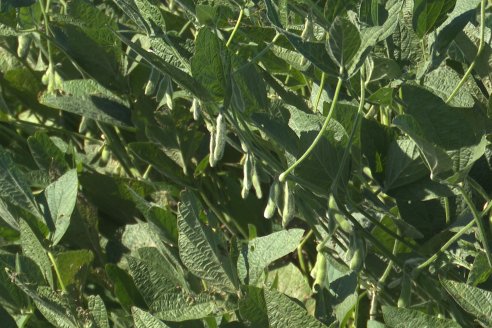 Recorrida Sojera Pioneer en Establ. San Alfonso en Colonia Ensayo, Entre Ríos