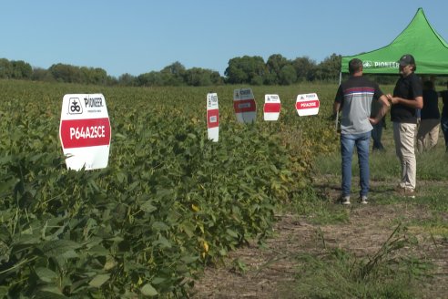 Recorrida Sojera Pioneer en Establ. San Alfonso en Colonia Ensayo, Entre Ríos