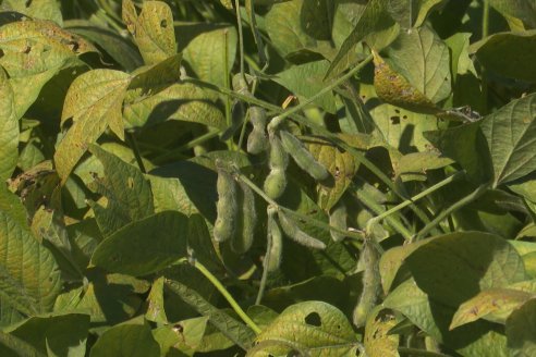 Recorrida Sojera Pioneer en Establ. San Alfonso en Colonia Ensayo, Entre Ríos