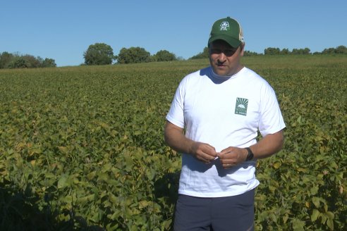 Recorrida Sojera Pioneer en Establ. San Alfonso en Colonia Ensayo, Entre Ríos