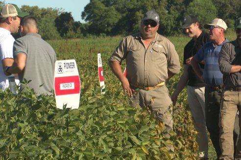 Recorrida Sojera Pioneer en Establ. San Alfonso en Colonia Ensayo, Entre Ríos